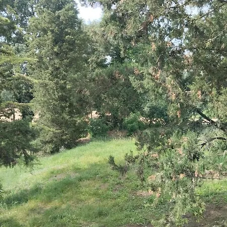 Rosmarino Casale * Città della Pieve