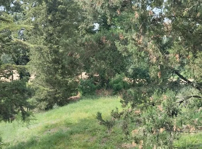 Rosmarino Casale * Città della Pieve